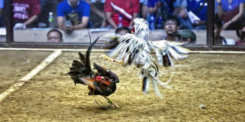 55win55 qq88 bắn cá
