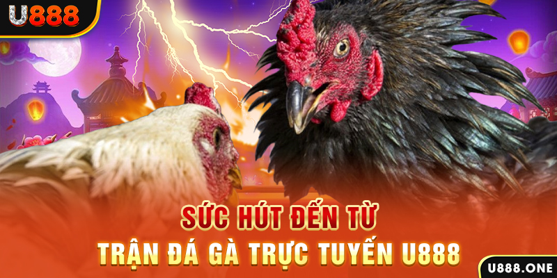 55win55 đá gà trực tiếp c1